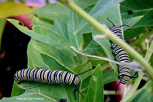caterpillars_tonypocewicz.jpg