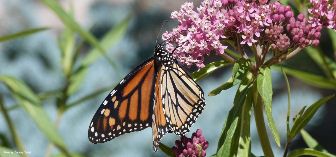 Monarchs and Milkweeds citizen science program in Wyoming